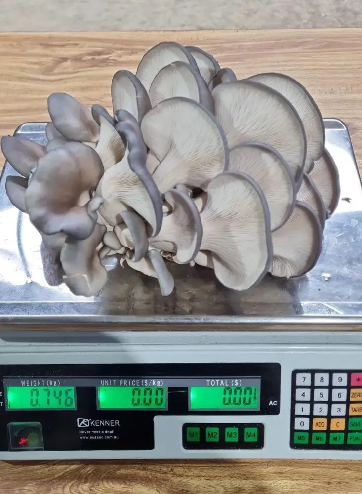 Blue Oyster Mushroom Grow Kit - The Mushroom Connection