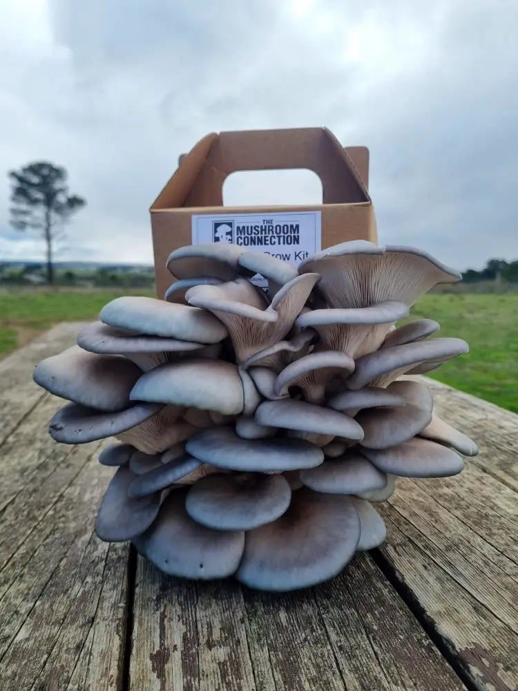 Blue Oyster Mushroom Grow Kit - The Mushroom Connection