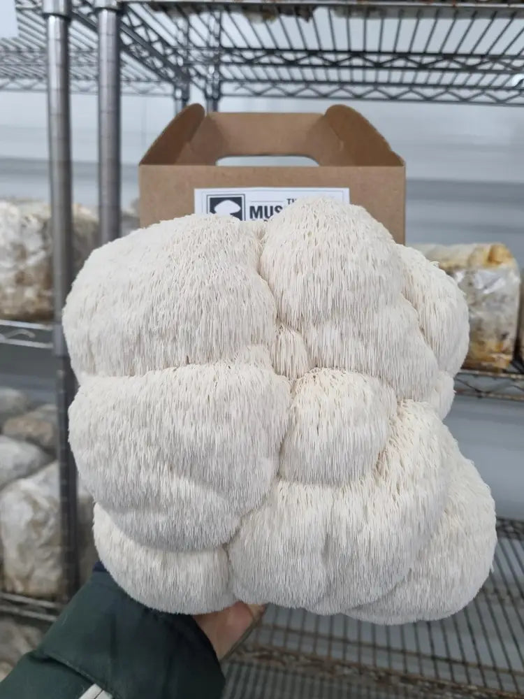 Lions Mane Mushroom Grow Kit - The Mushroom Connection