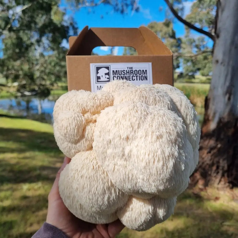 Lions Mane Mushroom Grow Kit - The Mushroom Connection