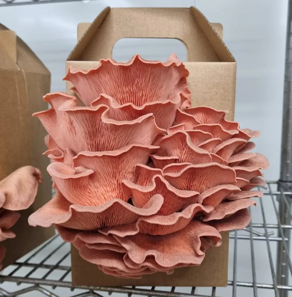 Pink Oyster Mushroom Grow Kit - The Mushroom Connection