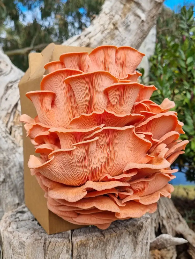 Pink Oyster Mushroom Grow Kit - The Mushroom Connection