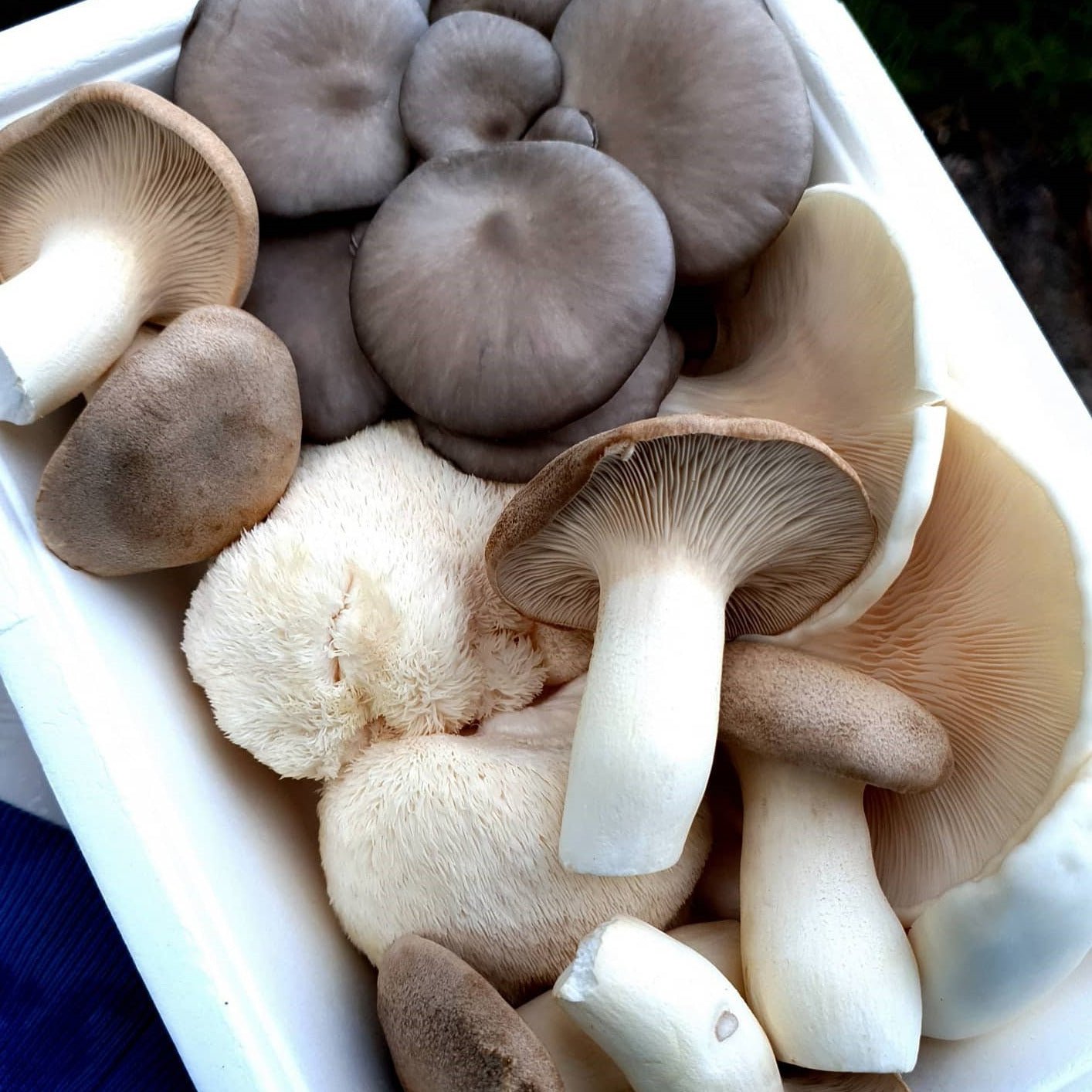 500g Gourmet Mushroom Mix - The Mushroom Connection