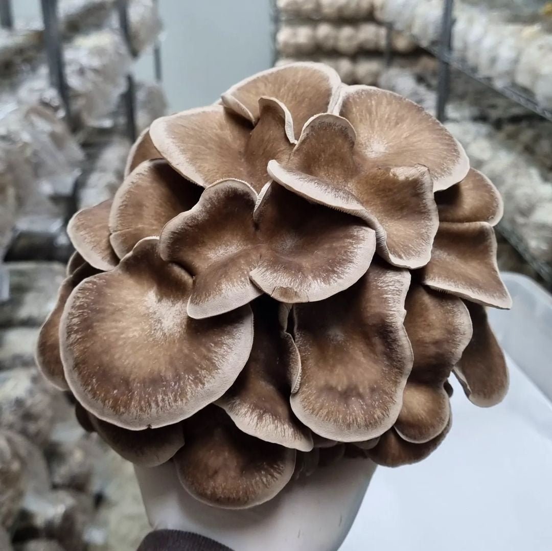 Black Pearl "Midnight Climax" - The Mushroom Connection