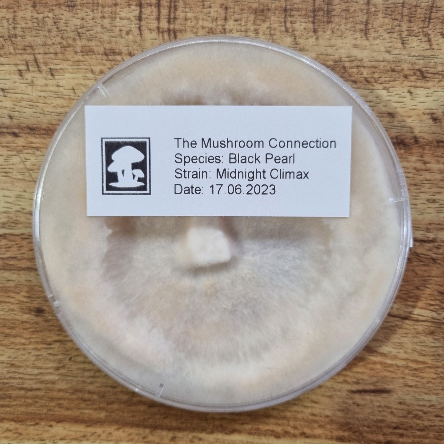 Black Pearl "Midnight Climax" - The Mushroom Connection