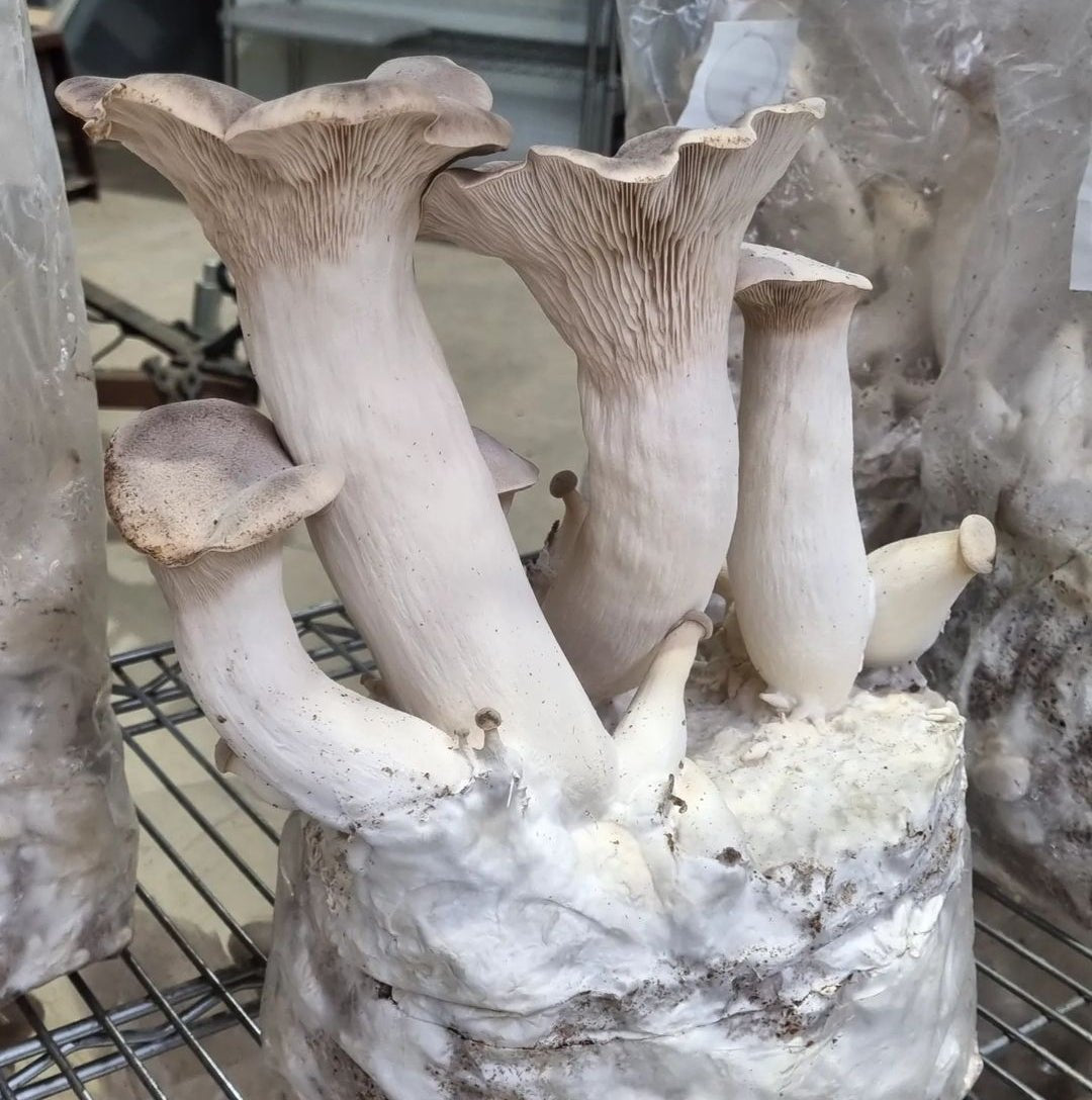 King Brown "Mammoth" - The Mushroom Connection