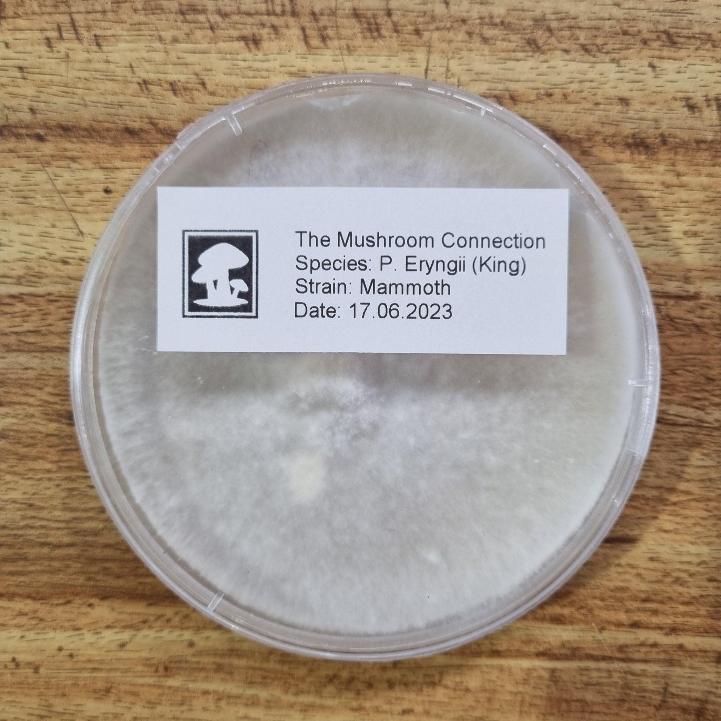 King Brown "Mammoth" - The Mushroom Connection