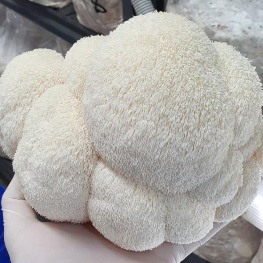 Lions Mane Mushrooms - The Mushroom Connection