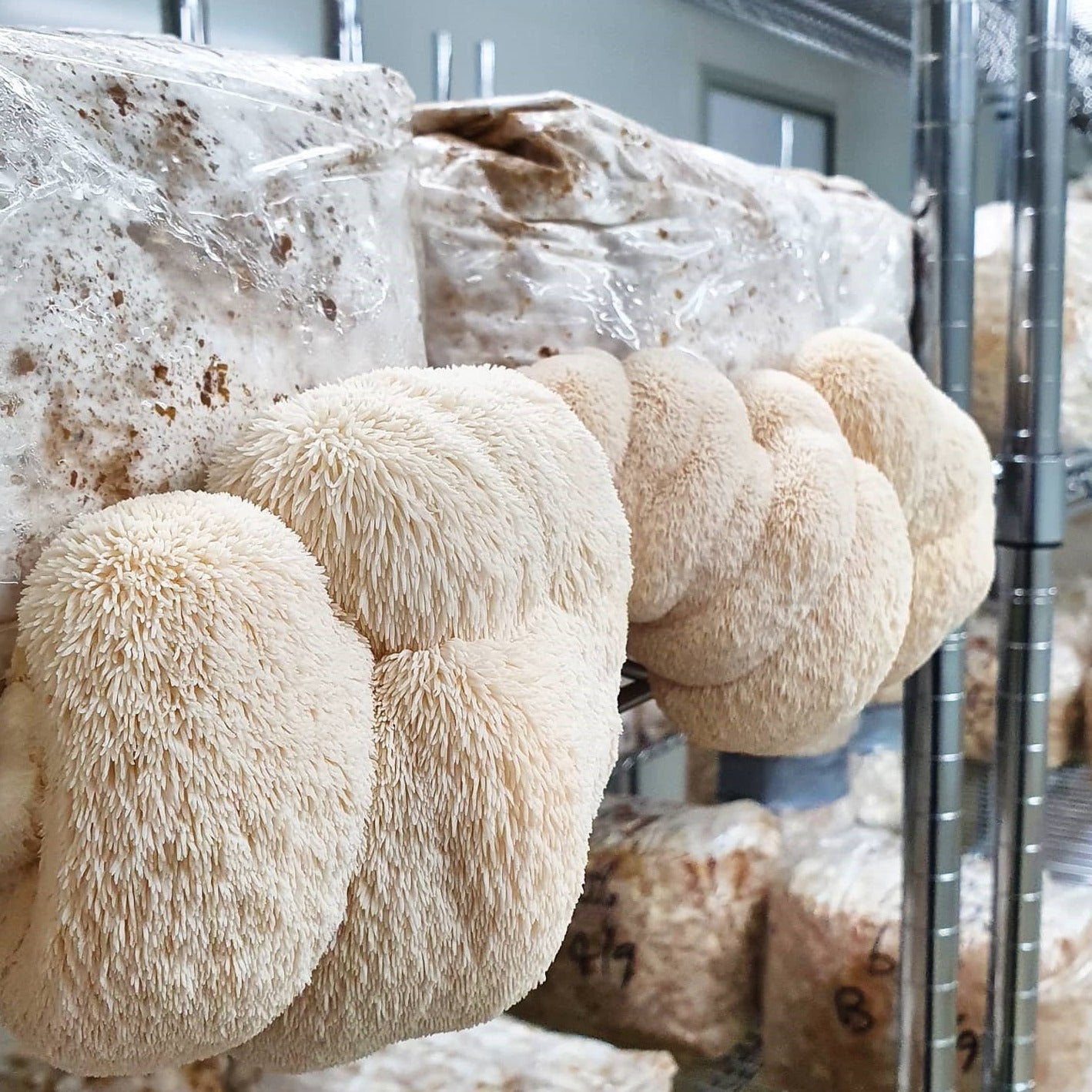 Lions Mane Mushrooms - The Mushroom Connection
