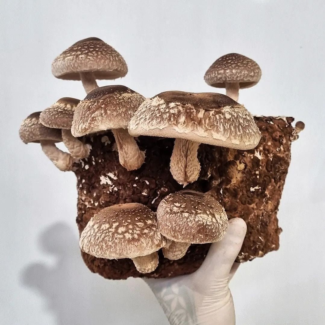 Shiitake "3790" - The Mushroom Connection