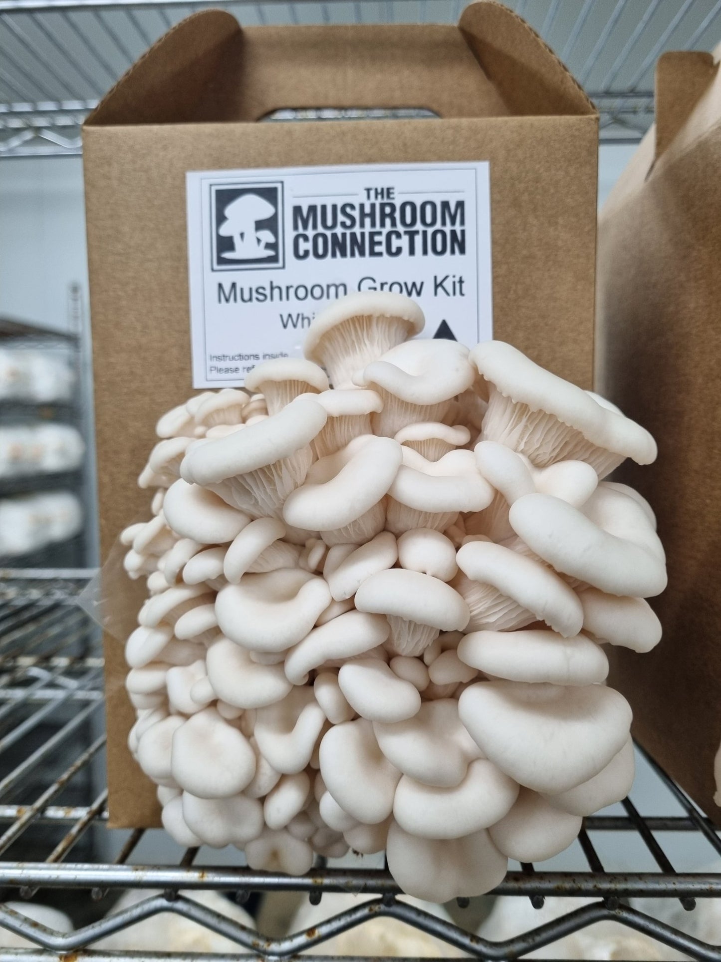 White Oyster Mushroom Grow Kit - The Mushroom Connection
