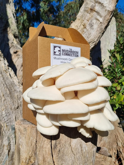 White Oyster Mushroom Grow Kit - The Mushroom Connection