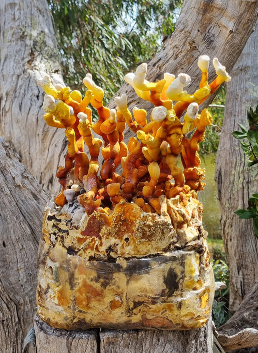 Reishi Mushroom Grow Kit - The Mushroom Connection