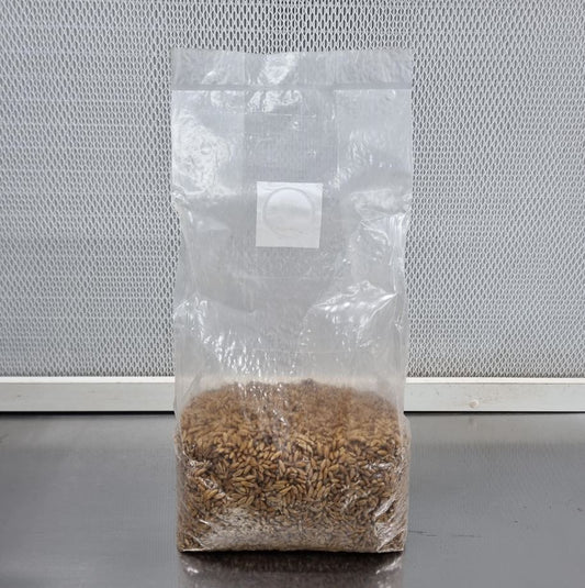 Sterilized Oat Spawn - 2kg