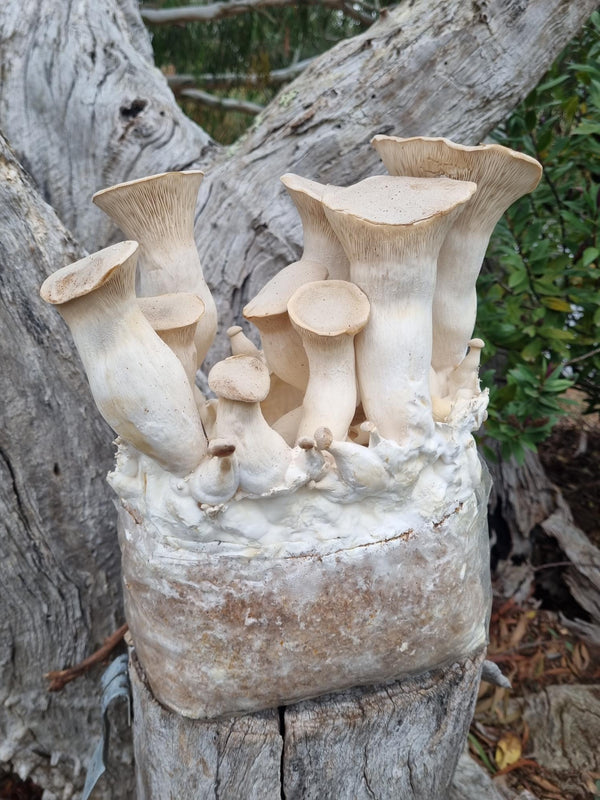 King Brown Mushroom Block