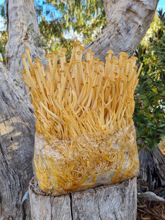 Golden Enoki Mushroom Grow Kit