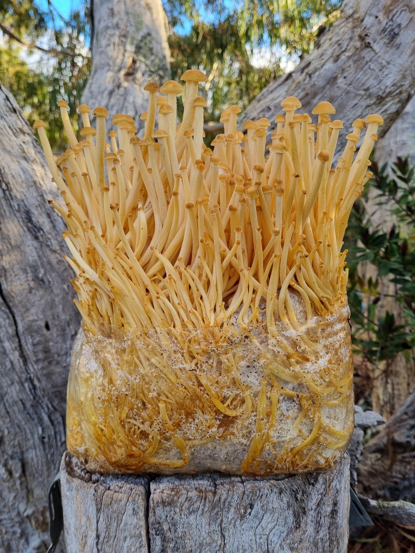 Golden Enoki Mushroom Grow Kit