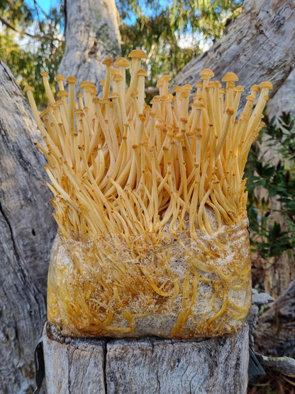 Golden Enoki Mushroom Grow Kit