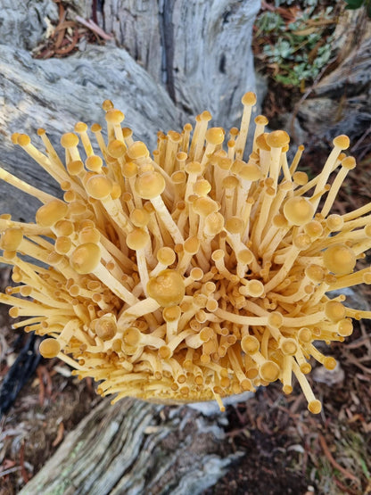 Golden Enoki Mushroom Grow Kit