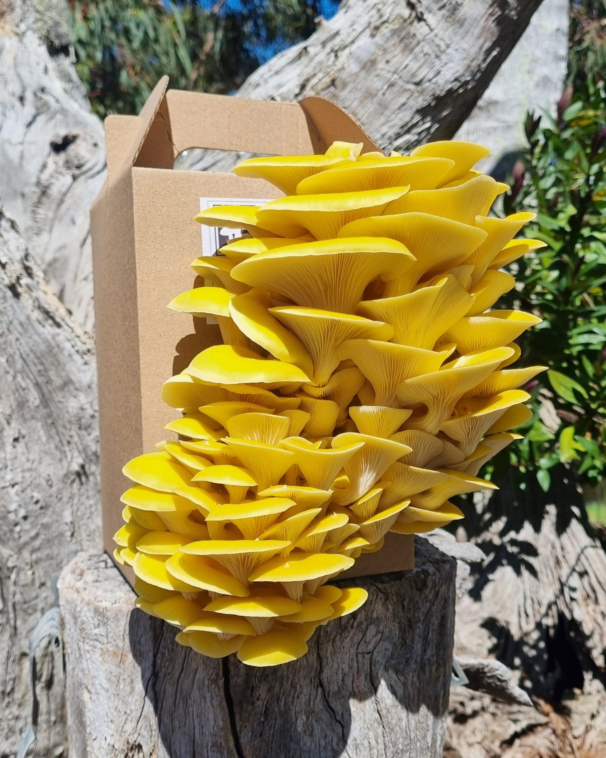 The Mushroom Connection - Yellow Oyster Mushroom Grow Kit