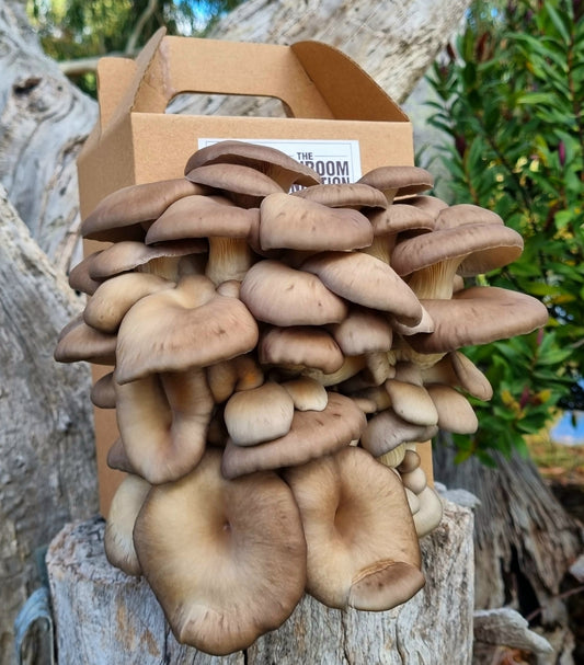 Chocolate Oyster Mushroom Grow Kit