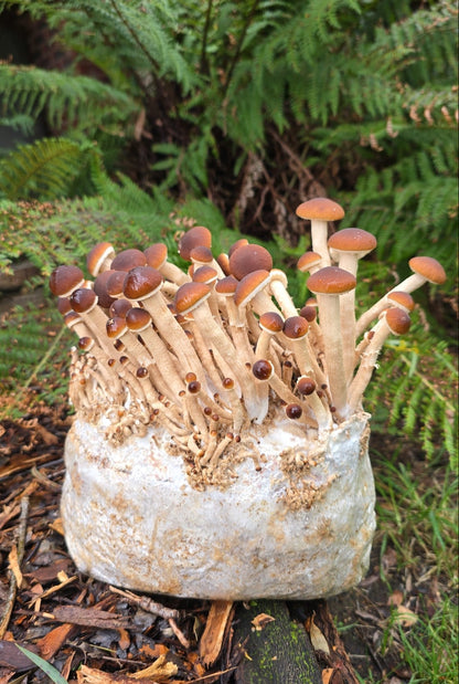 Pioppino Mushroom Grow Kit