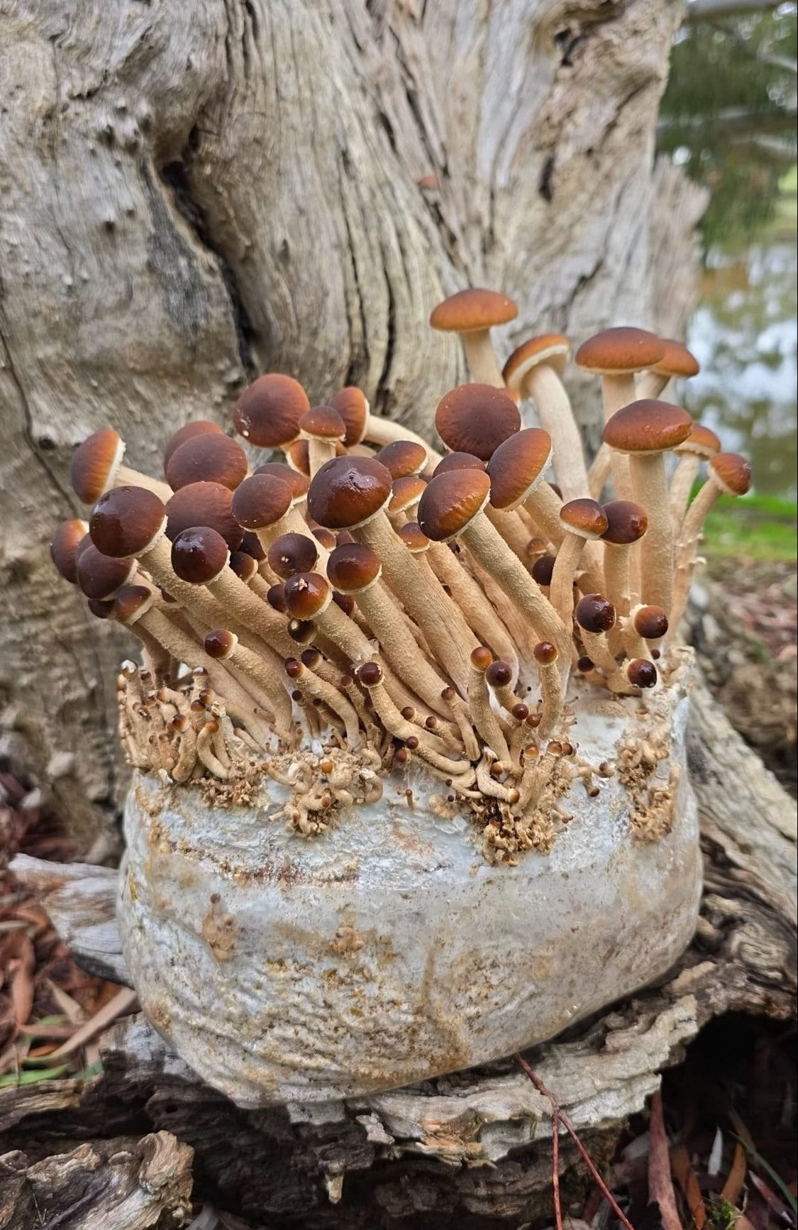 Pioppino Mushroom Grow Kit
