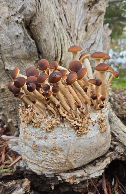 Pioppino Mushroom Grow Kit