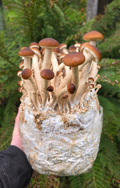 Pioppino Mushroom Grow Kit