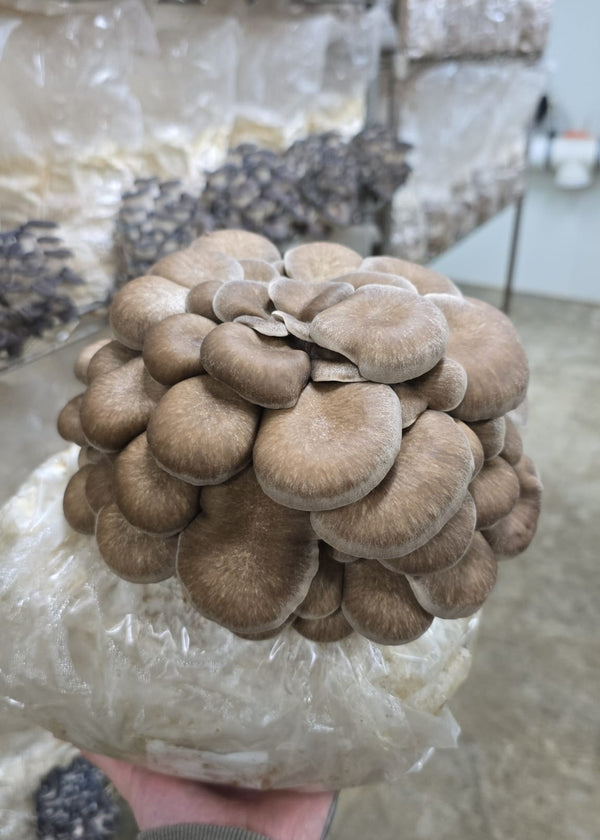 A cluster of brownish-gray oyster mushrooms growing on a large white substrate bag, held up by a hand in a mushroom cultivation room with other bags in the background.