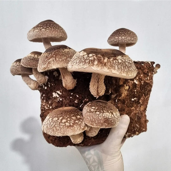 Shiitake Mushroom Block