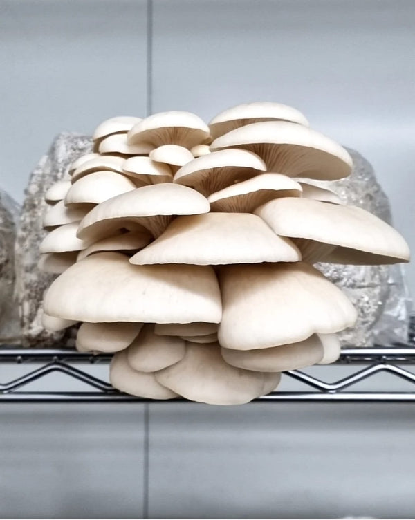 White Oyster Mushroom Block