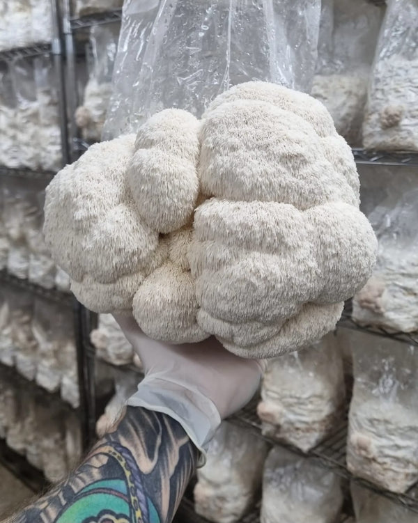 Lions Mane Mushroom Block