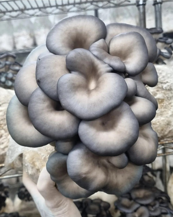 Blue Oyster Mushroom Block