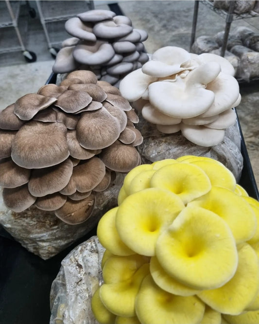 Bulk Mushroom Grow Blocks