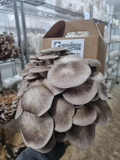 Black Pearl Oyster Mushroom Grow Kit - The Mushroom Connection