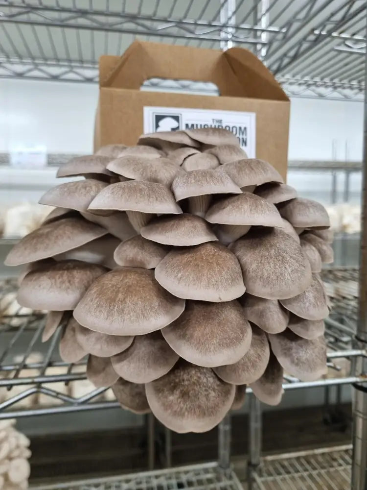 Black Pearl Oyster Mushroom Grow Kit - The Mushroom Connection