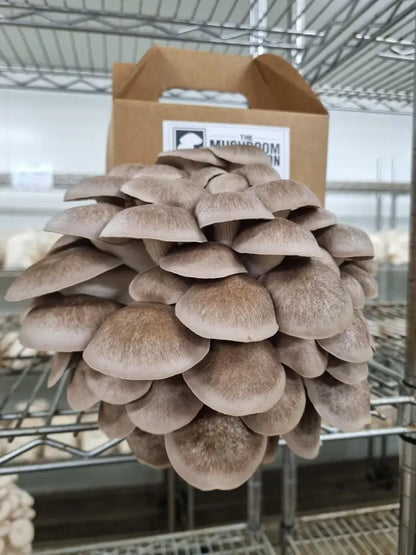 Black Pearl Oyster Mushroom Grow Kit - The Mushroom Connection