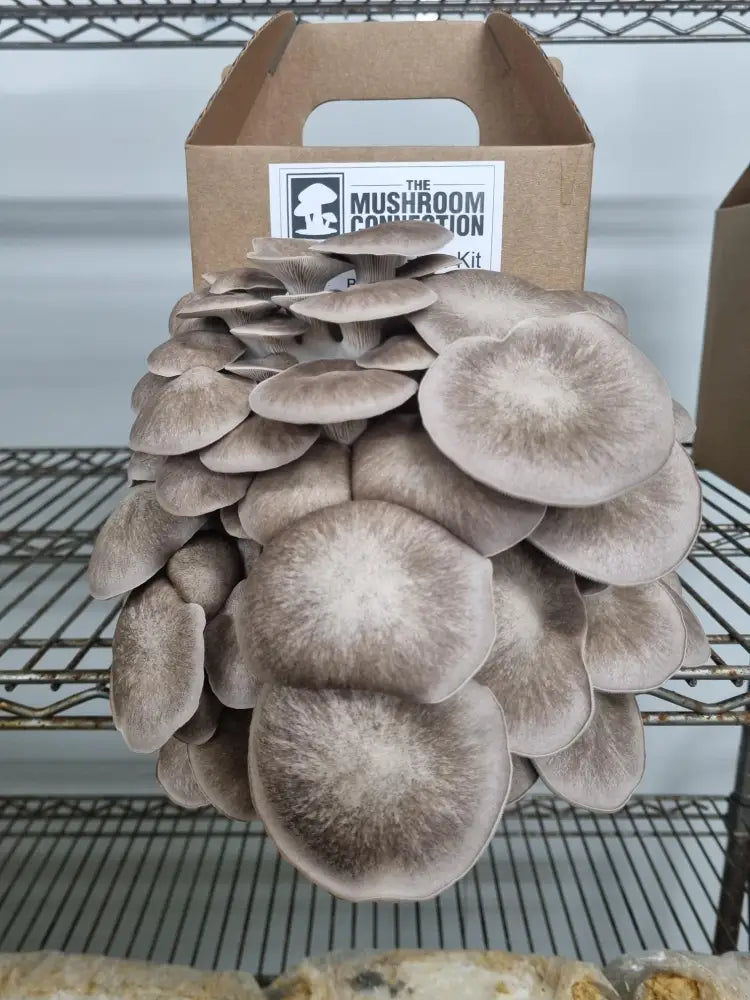 Black Pearl Oyster Mushroom Grow Kit - The Mushroom Connection