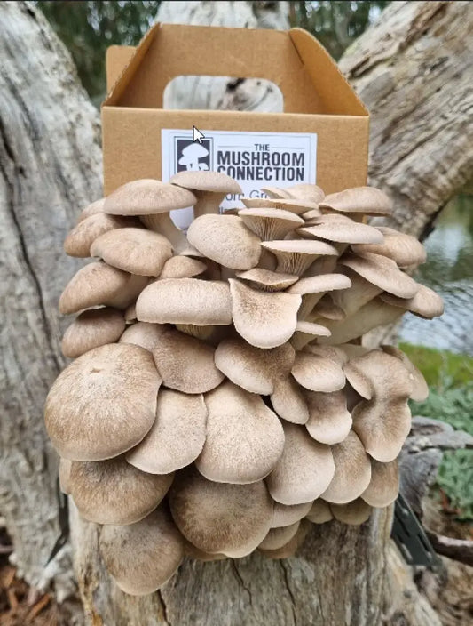 Black Pearl Oyster Mushroom Grow Kit - The Mushroom Connection