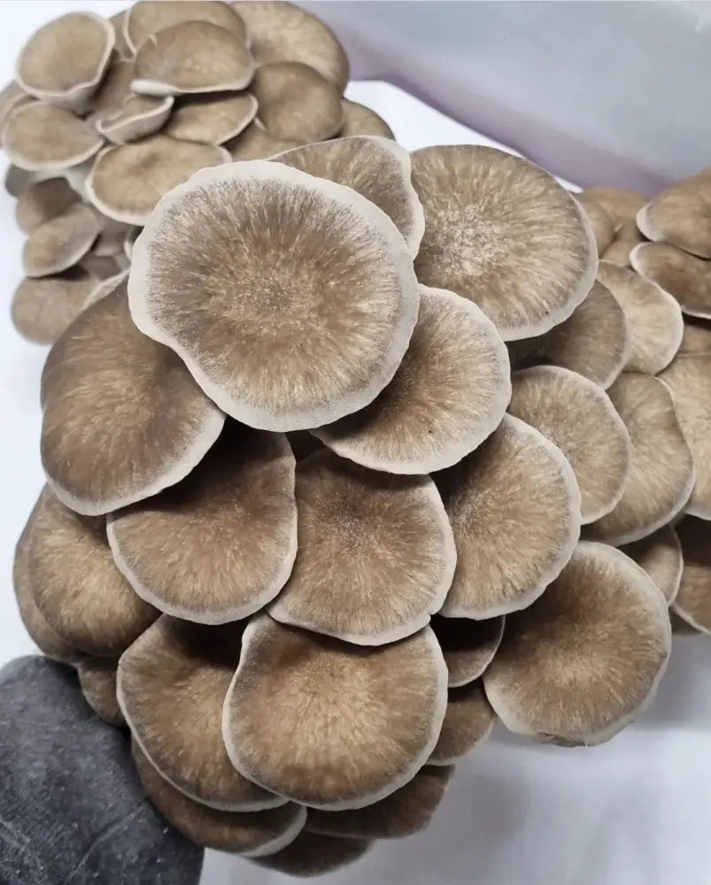 Black Pearl Oyster Mushroom Grow Kit - The Mushroom Connection