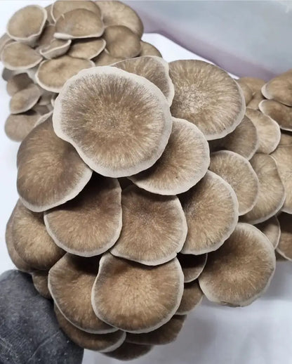 Black Pearl Oyster Mushroom Grow Kit - The Mushroom Connection