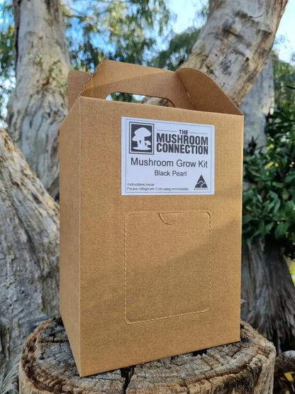 Black Pearl Oyster Mushroom Grow Kit - The Mushroom Connection