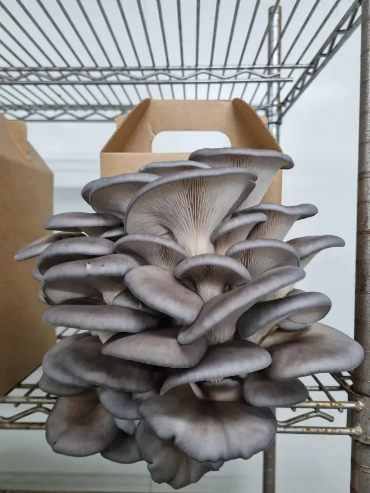 Blue Oyster Mushroom Grow Kit - The Mushroom Connection