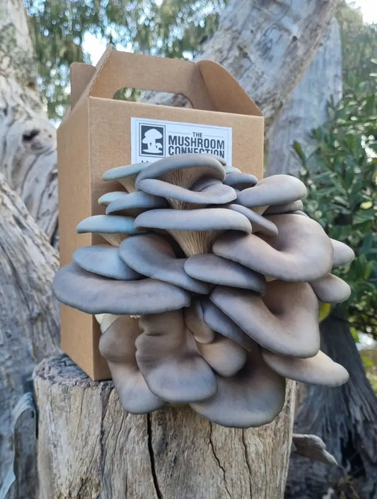 Blue Oyster Mushroom Grow Kit - The Mushroom Connection