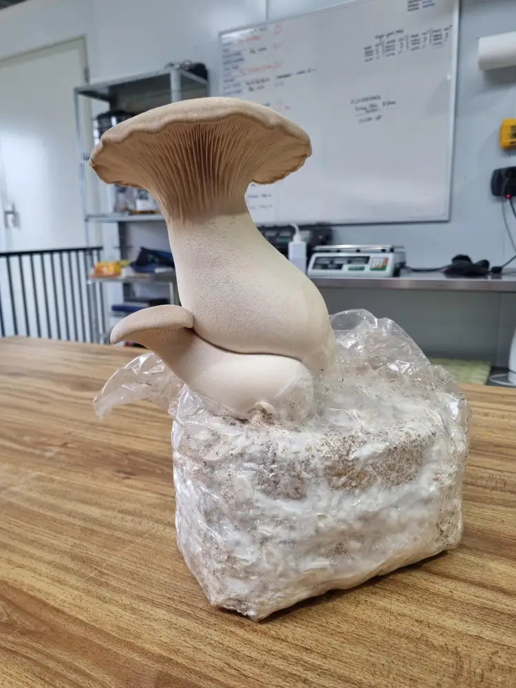 King Brown Mushroom Grow Kit - The Mushroom Connection