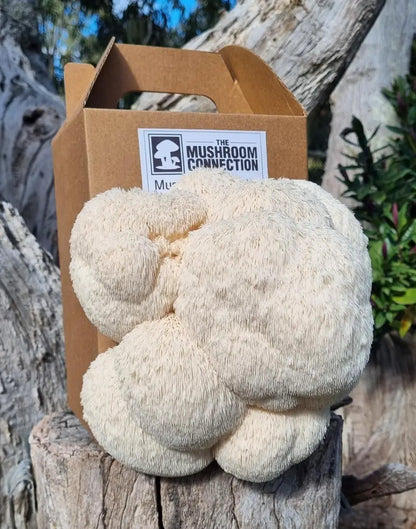 Lions Mane Mushroom Grow Kit - The Mushroom Connection