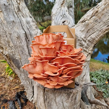 Pink Oyster Mushroom Grow Kit - The Mushroom Connection