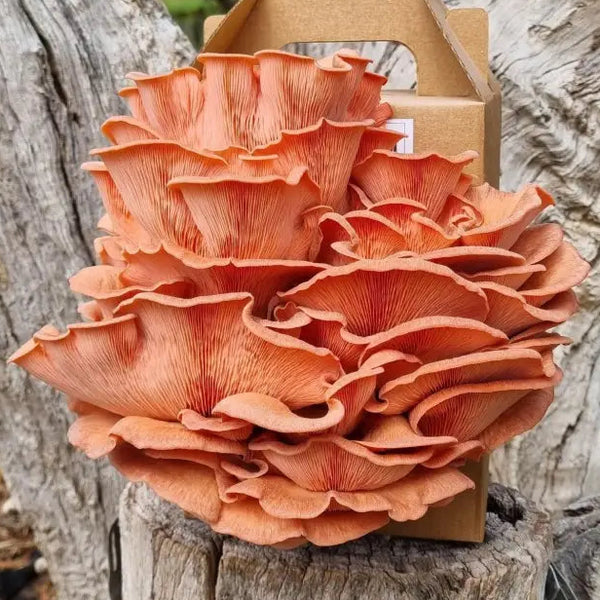 Pink Oyster Mushroom Block