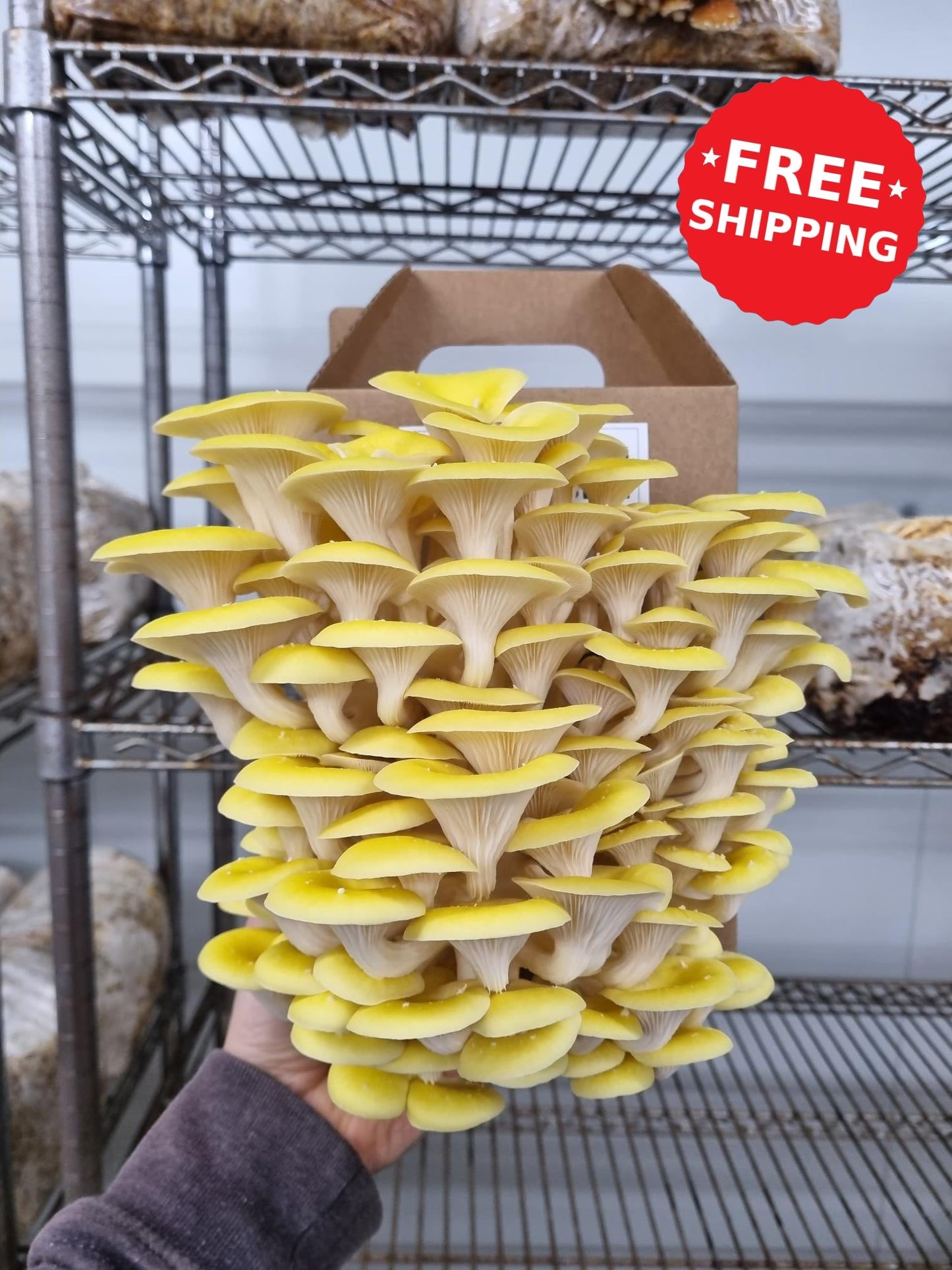 Yellow Oyster Mushroom Grow Kit - The Mushroom Connection